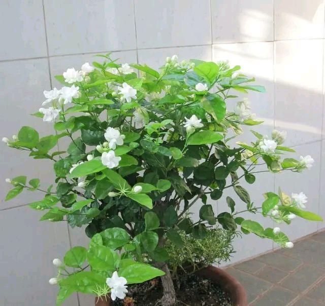  不伤|开春了快给三角梅，茉莉花浇一种水，不伤流，早发芽早开花