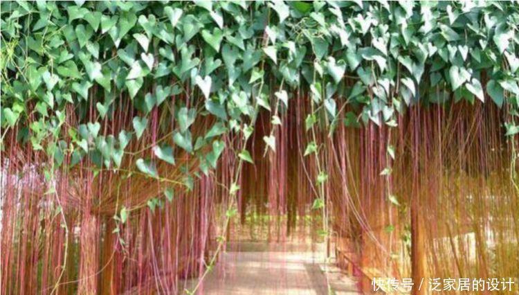 种花|4种花最适合养卫生间,没有阳光照样疯长,除异味、美环境