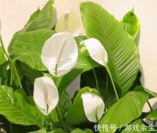 6种“吉利花”不要晒太阳,放在阴凉处,才能长得棒,富贵又旺家