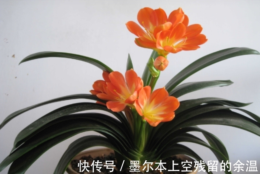 闲话君子兰和啤酒之间的关系、养护方法