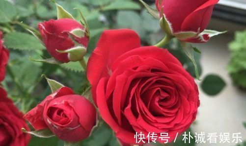 “传统玫瑰”永远的莫斯科，花色红艳，风姿绰约，堪称是养花首选