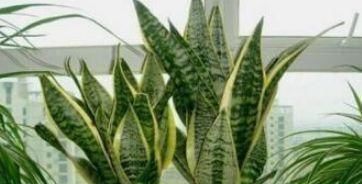 4种花深受花友喜欢,开花爆盆很简单,厨房养2盆,漂亮又净化空气