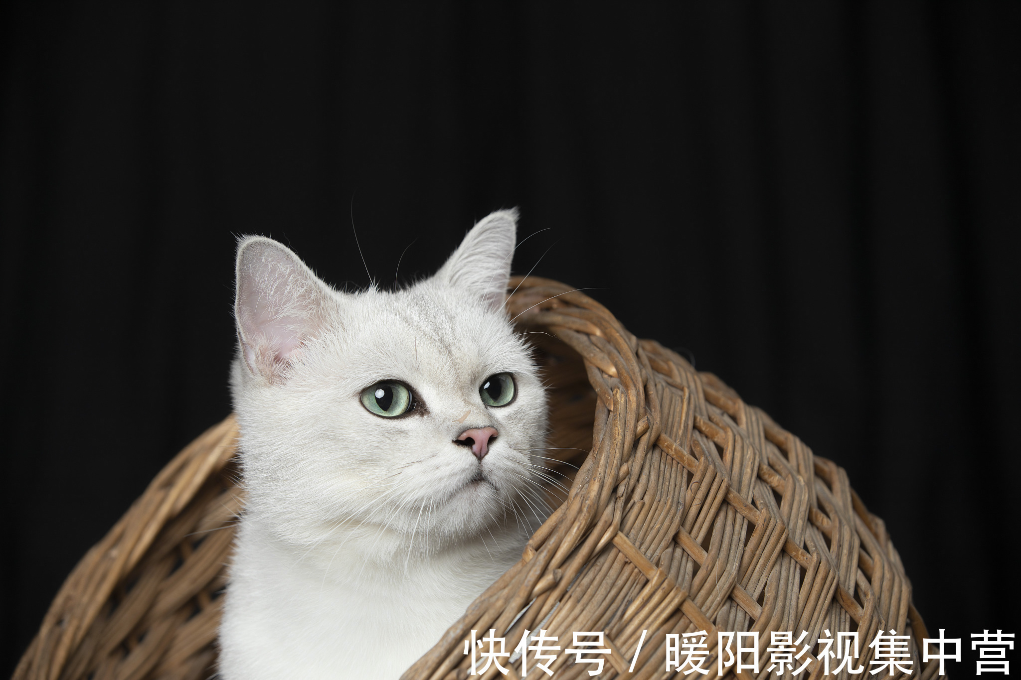 男女主!5本文笔好的穿越小说,养成暗恋,男主偏执,女主不小白