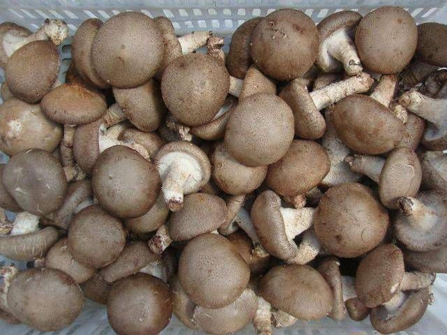 菜贩子|买香菇时，懂行的人看到这5种扭头就走，菜贩子：我自己从来不吃