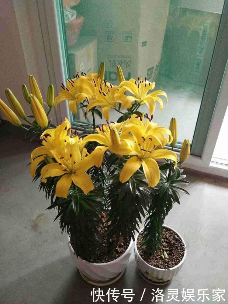 红艳|喜欢菊花,不如养盆“玫瑰精品”卡罗拉,红艳似火,太惊艳了!