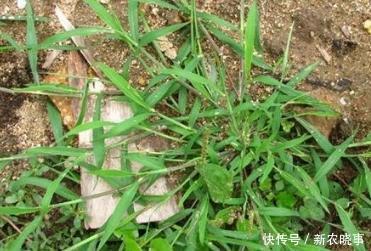 农村野草俗称“马饭”,却明目润肺,清热醒脑,是都市白领的福音