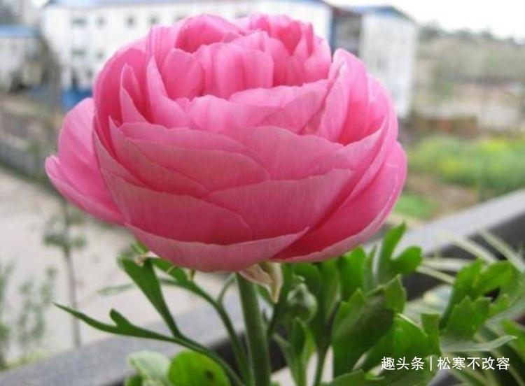 生命力|几款艳丽的花卉,漂亮又好闻,四季有花开,花香四溢飘满屋,美