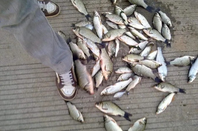 冬天,这鲫鱼钓法我隔三差五就想用,中鱼率高不空竿,钓完特过瘾