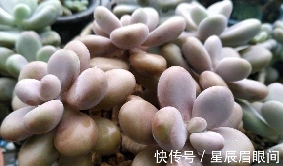 飞鸟|多肉露养,小心飞鸟,多肉叶子都吃了,插几根牙签,避免咬伤