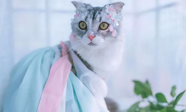 路子|难觅月入过万的赚钱路子?这个90后女孩做宠物汉服月营收破七万