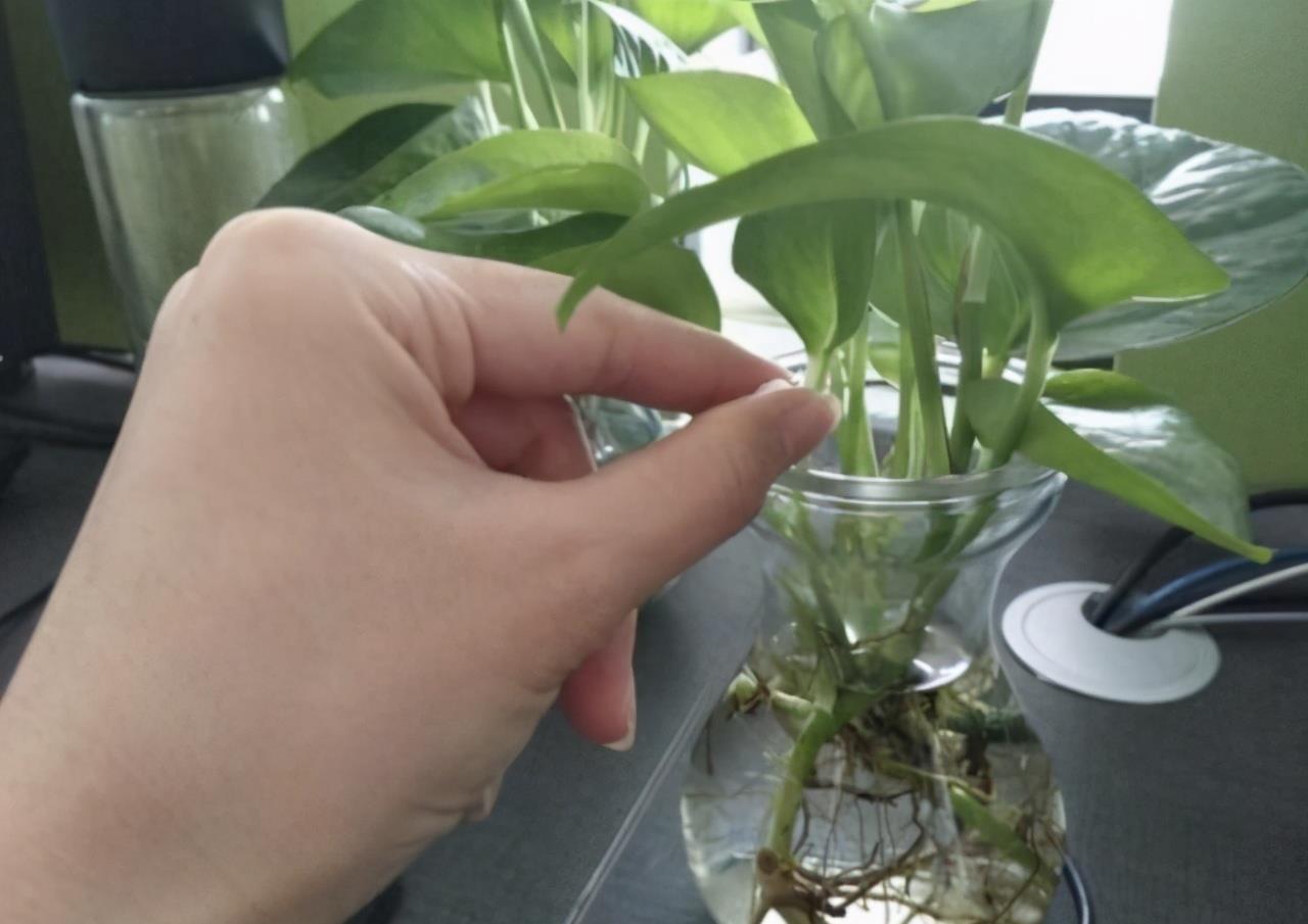 浇花|一毛钱的小东西,碾碎了浇花长势壮,扦插生根快,开花一倍
