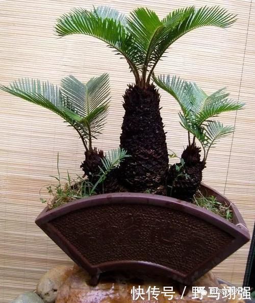 金钱树|太省心的花,1个月浇一次就行,叶子长的还超旺盛!