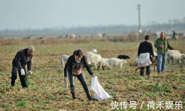 大妈|城里人到黄河滩捡拾“小人参”，68岁大妈连来两天，说蒸蒸特好吃