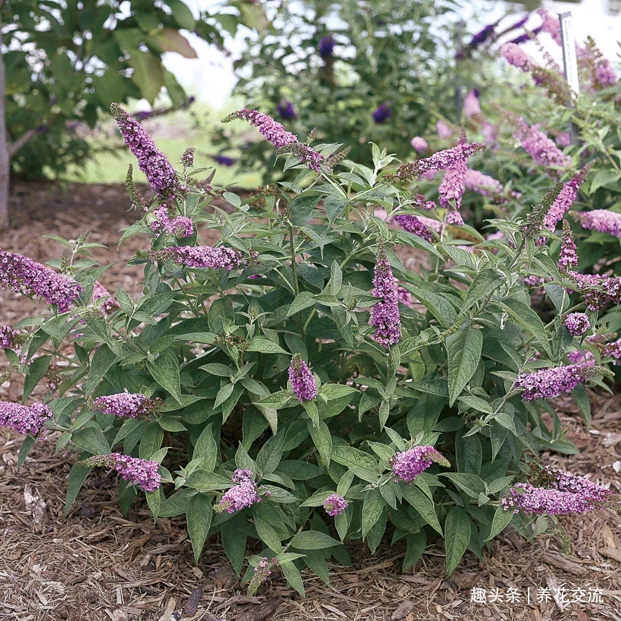 耐寒|13种耐寒的盆栽花卉,零下20多度可存活,大部分南方也能种