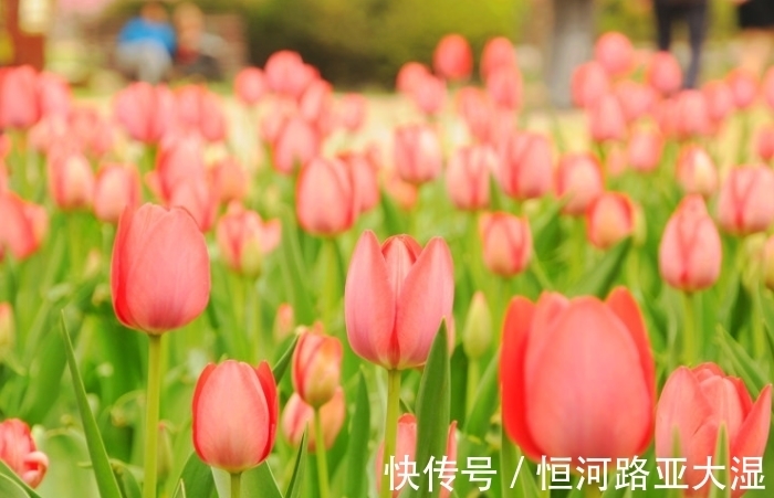 爱情|12月,4个星座女,会撒娇,会说话,情商高,深受伴侣宠爱