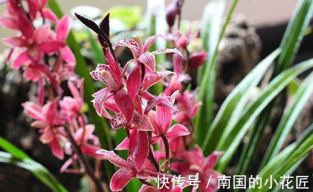 白卧龙|农历8月3号起,最适合养这些花,开花幽香暗淡,高颜值易成活