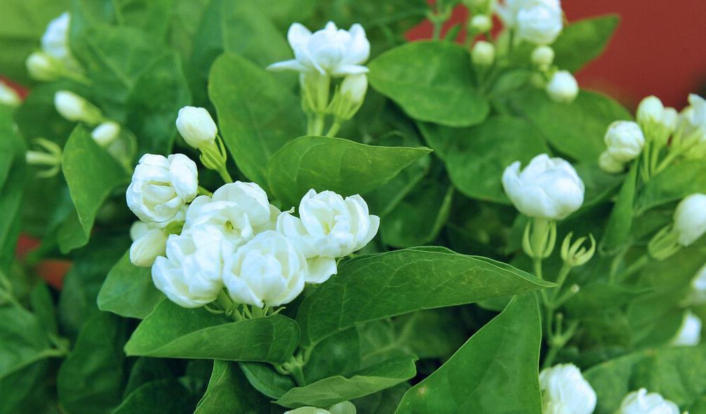 桂花|懂花的人，都爱养这5种花，漂亮好养易爆盆，寓意好还养人