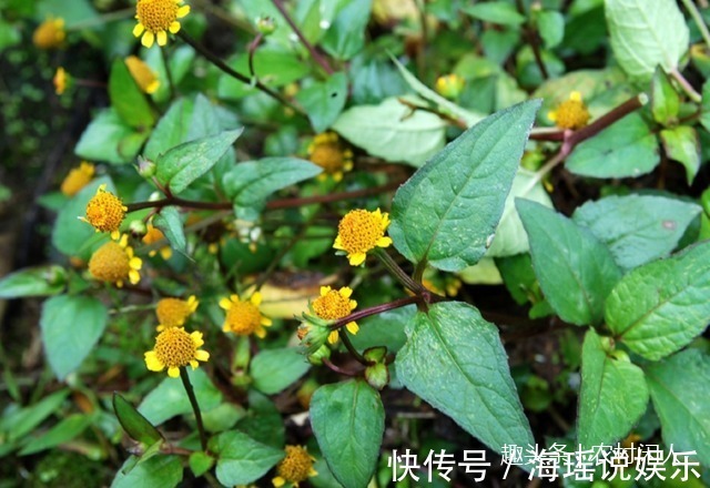 细胞|这一种植物事农村老人口中“黄金万两,不认识是草,懂它就是宝