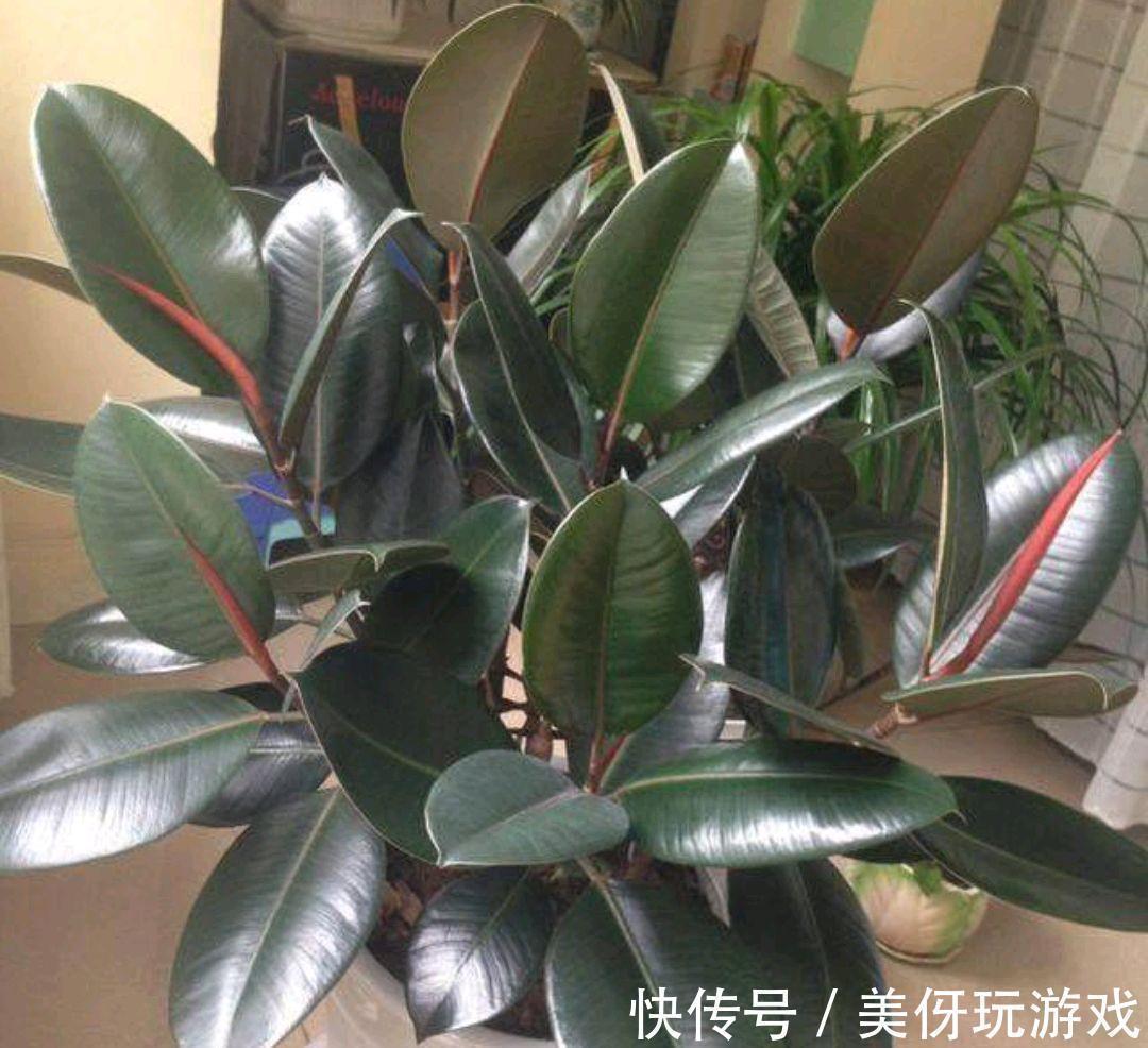 叶片|9种养不死的花,绿萝只能排最后,再养不活就剁手吧