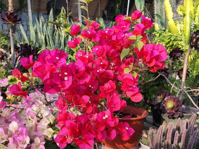 常见的三种花，夏季一定要“暴晒”，光照越强，花量越大