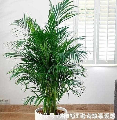 空气|客厅养花选它,大气有格调,好养又耐阴,养一盆空气更清新!