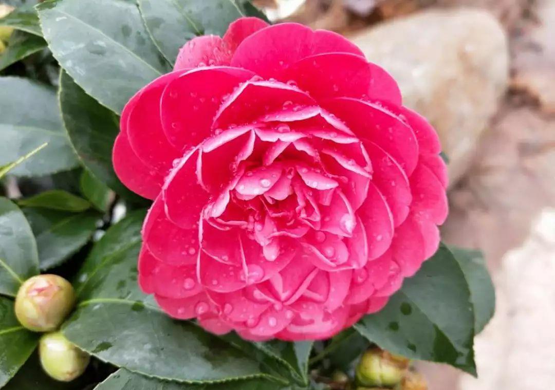 花市买的花，为啥养不活，原因就是这样