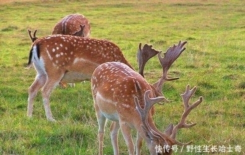 手段|怎么样向唐玄宗证明一只鹿活了上千年 看看张果的高明手段