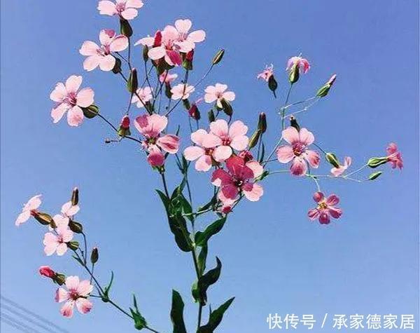 农村|虽有王命,不留其行!农村常见的麦蓝菜,为何叫“王不留行”?