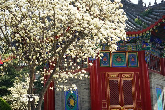 这座西安城墙脚下的秘境古寺，藏着绝美春色！人少免费，处处皆景