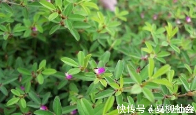 农村|农村这野草名叫“鸡眼草”具有清热解毒,活血的功效,见到请珍惜