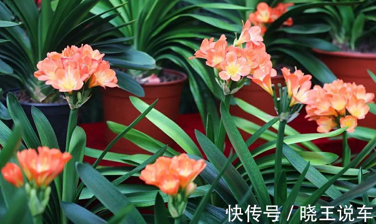 君子兰有点怪,爱吃三种肥,花朵艳丽又多姿,很漂亮