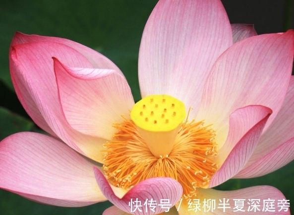 属相鼠|7月开始，4属相霉运走好运来，财源滚滚，桃花接二连三