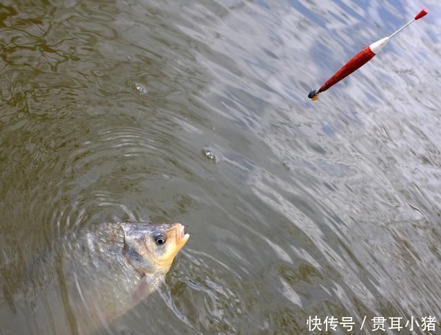 钓得|怪不得老钓友比你钓得多,人家提早都做好了这些准备