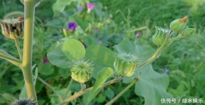 播种|农村山里的野草，消肿止痛、清热利湿，遇到请珍视，别忽视
