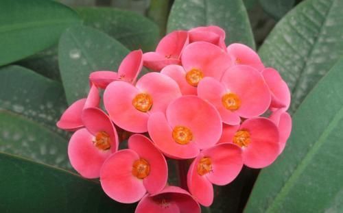 5种漂亮花,阳台养一盆,四季有花赏,新手也会养!