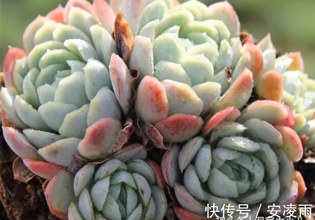 叶片|这“三多肉”是爆崽小能手,入冬放室外冻一冻,无需砍头易群生