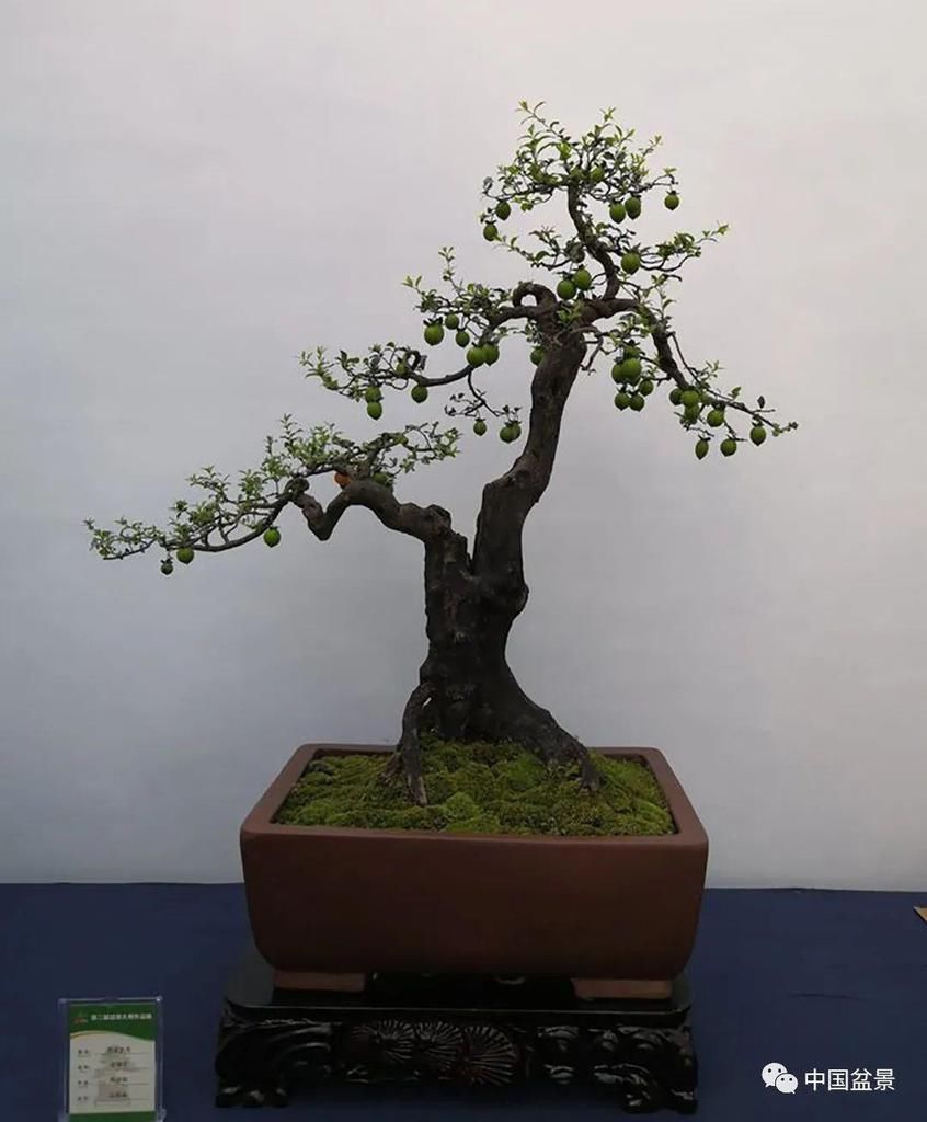  制作|盆景制作中的气、势、神、韵如何表现！静态和动态相结合是精髓