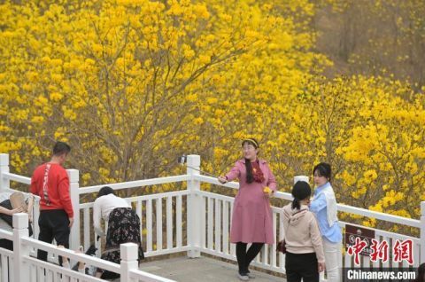 广西南宁黄花风铃木盛放 游客畅游“黄金花海”