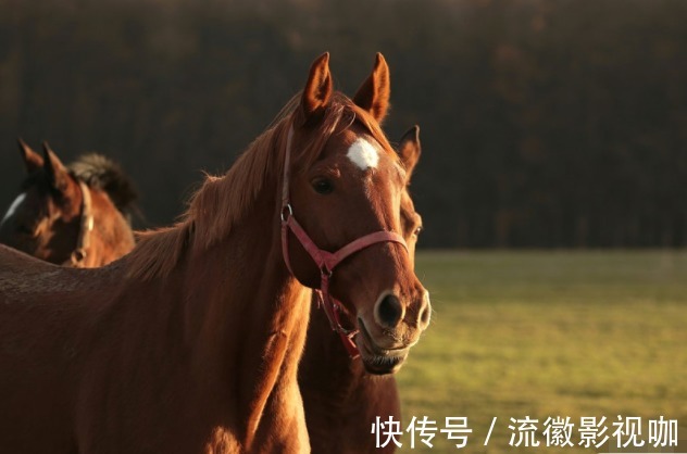 属马|属马人今年谁是你的贵人，谁又是你的小人，属马的看看吧