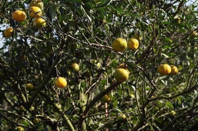 不妨|都说“一两陈皮一两金”!冬季不妨这样用陈皮,养生功效好!