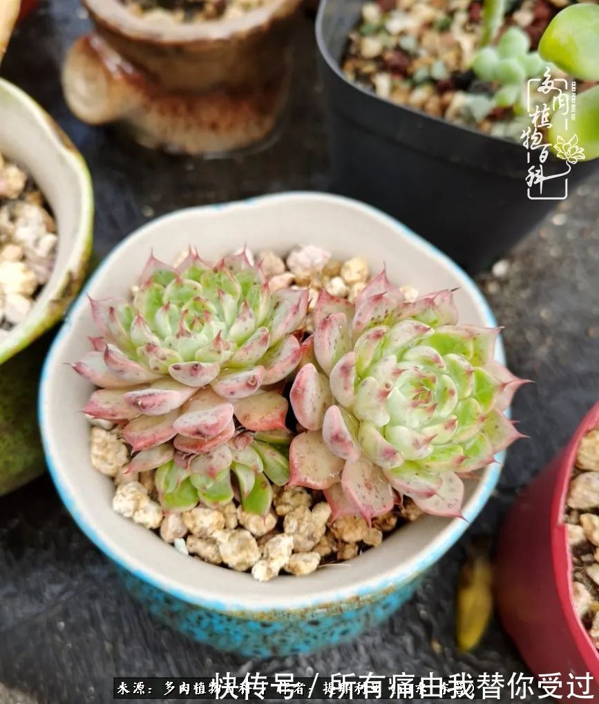 人如多肉,经阳光雨露历练后,亦会越挫越勇!