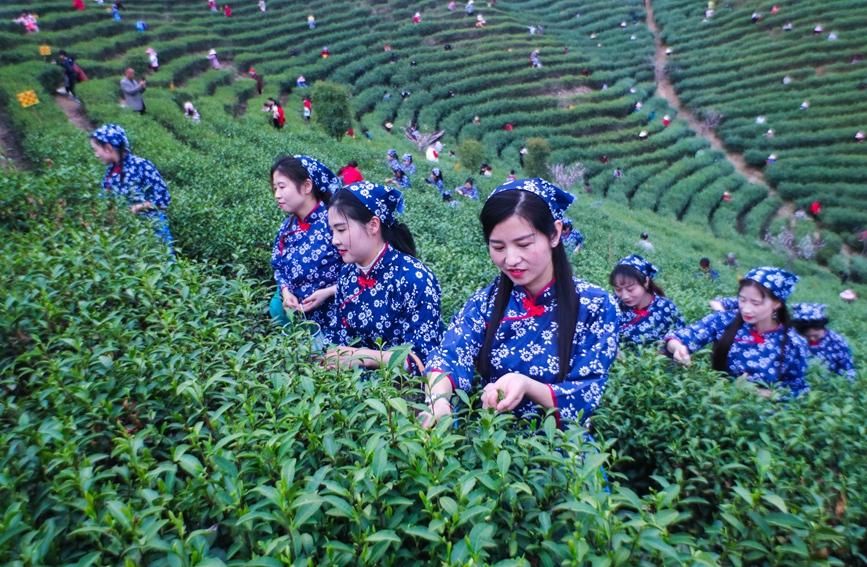 河南光山：春茶吐新绿 茶农采茶忙