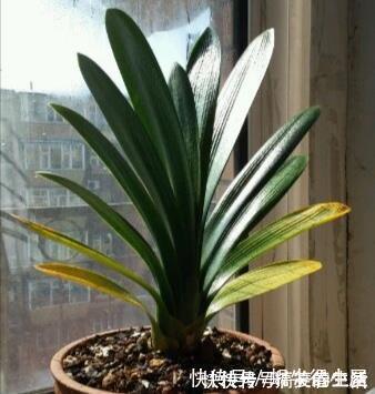 长寿花|客厅里养这6种植物，好养活、好打理、寿命很长、寓意还特别好