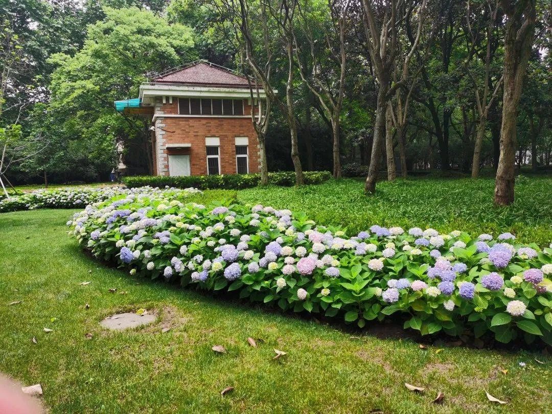 马卡龙|绣球繁花尽绽放 徐汇街头觅“清新”