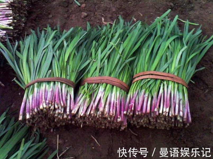 买韭菜,买红根还是白根?老菜农教你1招,记住1点就行,不会买错