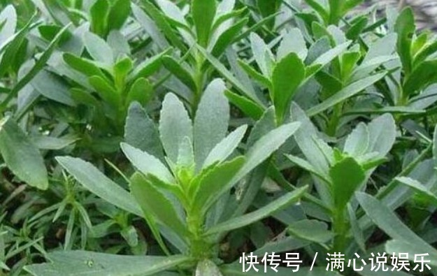 药用价值|如果你家地里种有“三种菜”，给你千金也别换，特殊时刻能救命