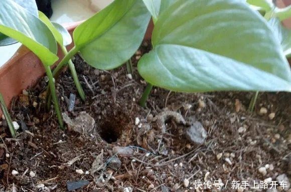 8种花换盆,换好了生一堆,换错立马死!8种花换盆,换好了生一堆,换错立马死!