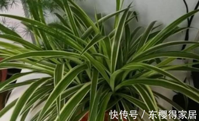 一剪|8月给吊兰剪一剪,快速养成精致大老桩,谁见了都夸美