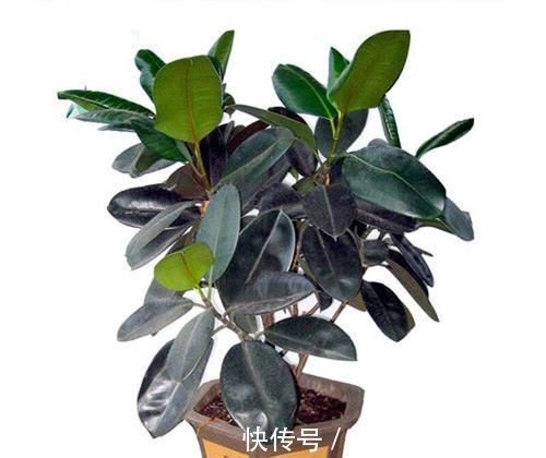 龟背竹|此几种植物,家家户户都在养,你家里有吗?