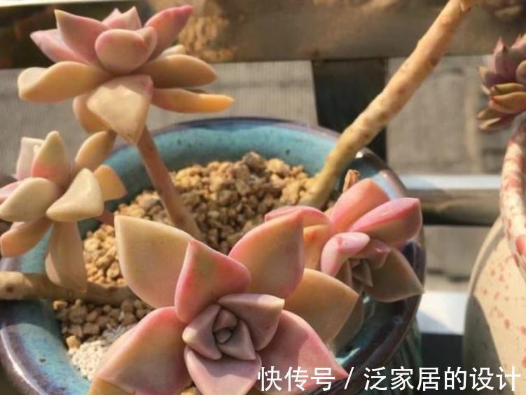 秋天|秋天养多肉,蚧壳虫来袭怎么办?3种土方法,害虫一个都逃不了